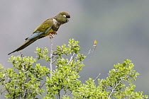 Burrowing Parrot (Cyanoliseus patagonus), Andes, Chile
