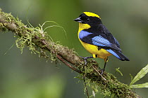 Blue-winged Mountain-Tanager (Anisognathus somptuosus), Andes, Colombia