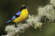 Blue-winged Mountain-Tanager (Anisognathus somptuosus), Andes, Colombia