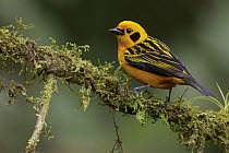 Golden Tanager (Tangara arthus), Andes, Colombia