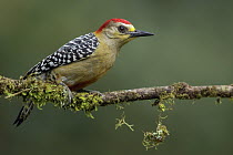 Red-crowned Woodpecker (Melanerpes rubricapillus) male, Andes, Colombia