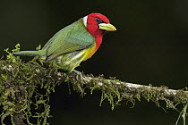 Red-headed Barbet (Eubucco bourcierii) male, Andes, Colombia