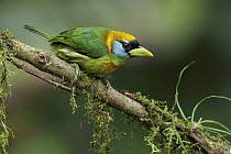 Red-headed Barbet (Eubucco bourcierii) female, Andes, Colombia