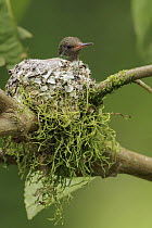 Rufous-tailed Hummingbird (Amazilia tzacatl) on nest, Andes, Colombia