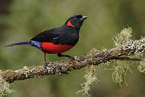 Scarlet-bellied Mountain-Tanager (Anisognathus igniventris), Andes, Colombia