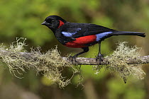 Scarlet-bellied Mountain-Tanager (Anisognathus igniventris), Andes, Colombia