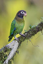 Brown-hooded Parrot (Pyrilia haematotis), Costa Rica