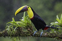 Black-mandibled Toucan (Ramphastos ambiguus) during rainfall, Costa Rica