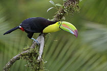 Keel-billed Toucan (Ramphastos sulfuratus), Costa Rica