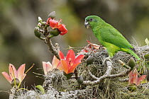 Black-billed Parrot (Amazona agilis) feeding, Jamaica