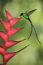 Black-billed Streamertail (Trochilus scitulus) male feeding on flower nectar, Jamaica