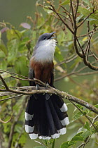 Chestnut-bellied Cuckoo (Hyetornis pluvialis) calling, Jamaica