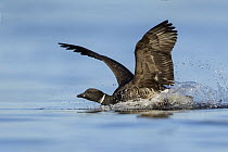 Brant (Branta bernicla) landing on water, British Columbia, Canada