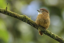 Barred Puffbird (Nystalus radiatus), Andes, Colombia