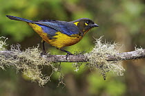 Lacrimose Mountain-Tanager (Anisognathus lacrymosus), Andes, Colombia