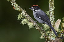 Slaty Brush-Finch (Atlapetes schistaceus), Andes, Colombia