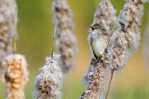 Great Reed-Warbler (Acrocephalus arundinaceus) calling, Poland