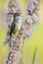 Great Reed-Warbler (Acrocephalus arundinaceus) calling, Poland