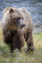 Grizzly Bear (Ursus arctos horribilis), British Columbia, Canada