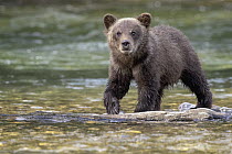 Grizzly Bear (Ursus arctos horribilis) cub wading, British Columbia, Canada