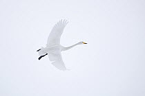 Whooper Swan (Cygnus cygnus) flying, Hokkaido, Japan