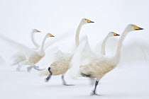 Whooper Swan (Cygnus cygnus) group taking flight on snow, Hokkaido, Japan
