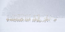 Whooper Swan (Cygnus cygnus) flock on snow, Hokkaido, Japan