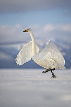 Whooper Swan (Cygnus cygnus) taking flight on snow, Hokkaido, Japan