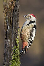Middle Spotted Woodpecker (Dendrocopos medius), Poland