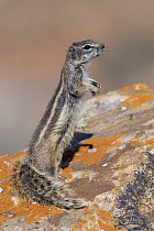 Barbary Ground Squirrel (Atlantoxerus getulus) on alert, Fuerteventura, Spain