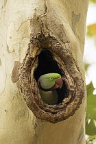 Alexandrine Parakeet (Psittacula eupatria) male in nest cavity, Hesse, Germany