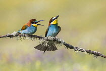 European Bee-eater (Merops apiaster) pair courting, Andalucia, Spain