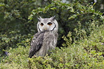 White-faced Scops-Owl (Otus leucotis), Germany