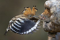 Eurasian Hoopoe (Upupa epops) parent feeding chicks in nest cavity, Saxony-Anhalt, Germany