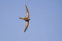 Pallid Swift (Apus pallidus) flying, Zadar, Croatia