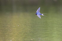 Barn Swallow (Hirundo rustica) flying over water, Hesse, Germany