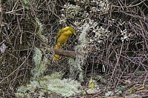 Golden Bowerbird (Prionodura newtoniana) male at bower, Queensland, Australia