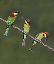 Chestnut-headed Bee-eater (Merops leschenaulti) trio with insect prey, Penang, Malaysia