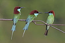 Blue-throated Bee-eater (Merops viridis) trio squabbling, Penang, Malaysia