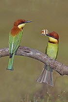 Chestnut-headed Bee-eater (Merops leschenaulti) pair with butterfly prey, Penang, Malaysia