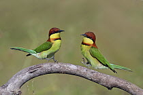 Chestnut-headed Bee-eater (Merops leschenaulti) pair jumping, Penang, Malaysia
