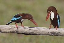 White-throated Kingfisher (Halcyon smyrnensis) pair courting, Penang, Malaysia