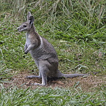 Bridled Nail-tailed Wallaby (Onychogalea fraenata), Queensland, Australia