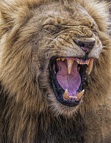 African Lion (Panthera leo) male yawning, Kruger National Park, South Africa