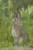 Snowshoe Hare (Lepus americanus) in summer, Alaska