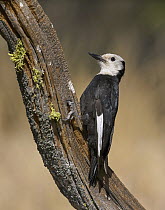 White-headed Woodpecker (Picoides albolarvatus) male, Oregon