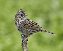 Lincoln's Sparrow (Melospiza lincolnii), California