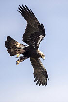 Spanish Imperial Eagle (Aquila adalberti) flying, Andalucia, Spain