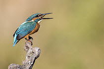 Common Kingfisher (Alcedo atthis) swallowing fish prey, Andalucia, Spain