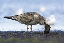 Pacific Gull (Larus pacificus) juvenile feeding on fish prey, Victoria, Australia, sequence 1 of 4